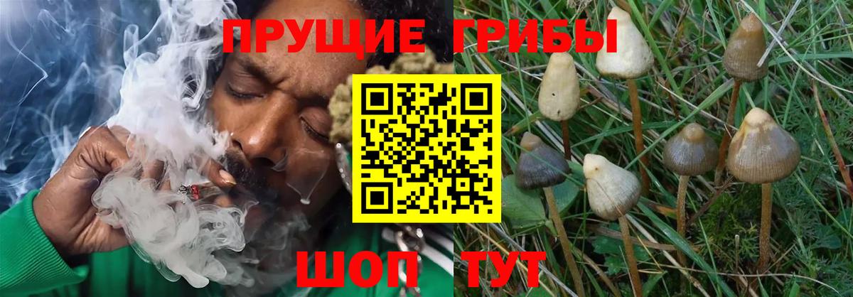 Фролово  Псилоцибиновые грибы Psilocybe  Вход с VPN 